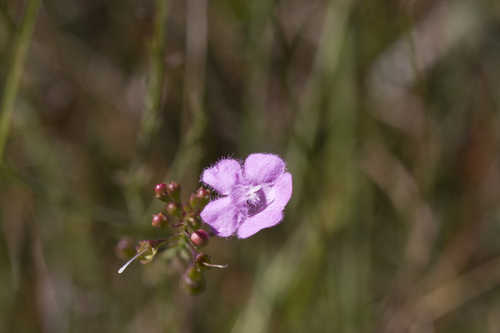 Agalinis obtusifolia #1